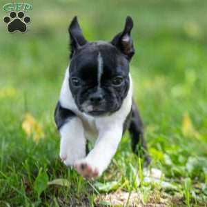 Krystal, Boston Terrier Puppy
